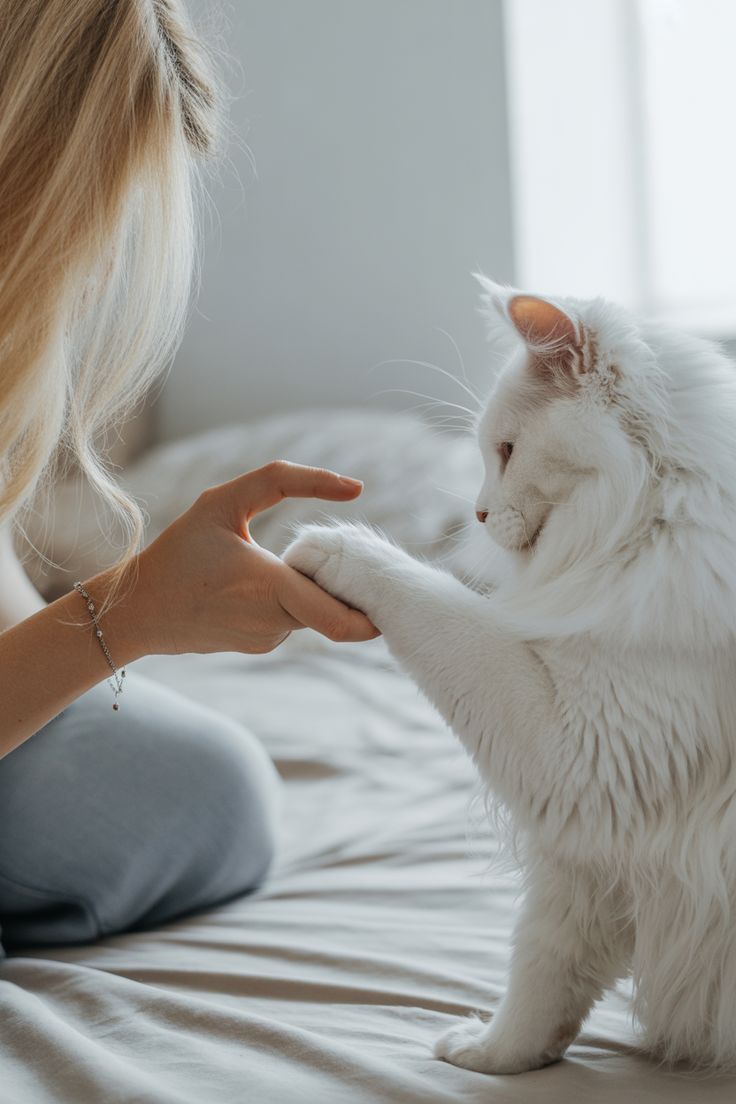 Pets Essentials